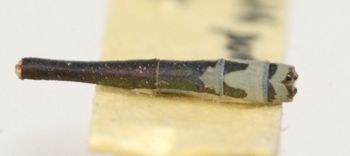 Media type: image; Entomology 12286   Aspect: abdomen ventral view